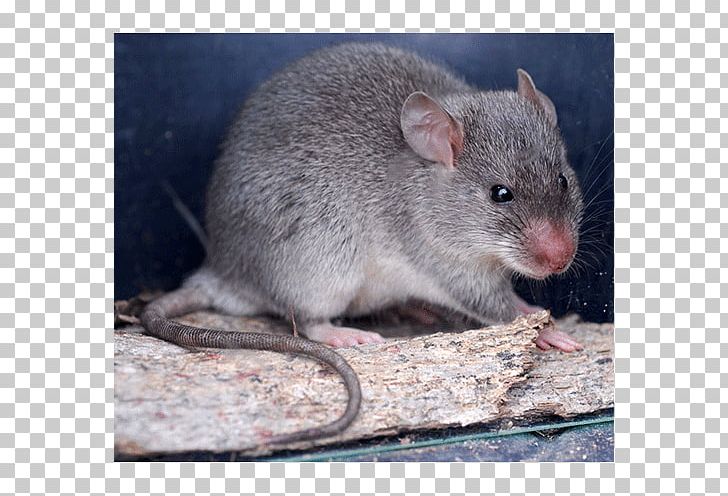Gerbil Dormouse Whiskers Computer Mouse Fauna PNG, Clipart, Animal, Computer Mouse, Description, Dormouse, Electronics Free PNG Download