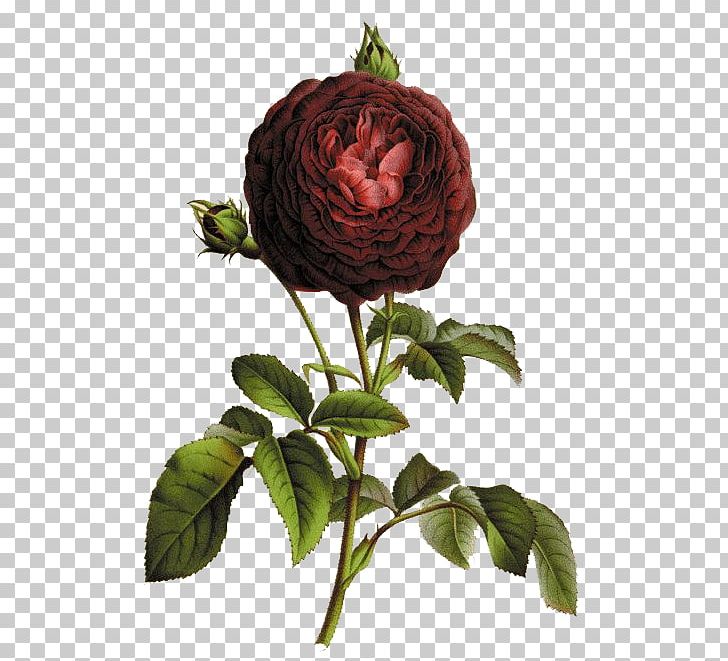 Botany Botanical Illustration Printmaking Rose Illustration PNG, Clipart, Art, Cut Flowers, Drawing, Floral Design, Flower Free PNG Download