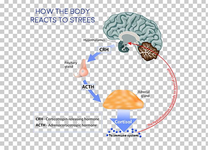 Cortisol Adrenal Gland Hormone Adrenal Cortex Hypothalamic–pituitary–adrenal Axis PNG, Clipart, Adrenal Cortex, Adrenal Fatigue, Adrenal Gland, Area, Brain Free PNG Download