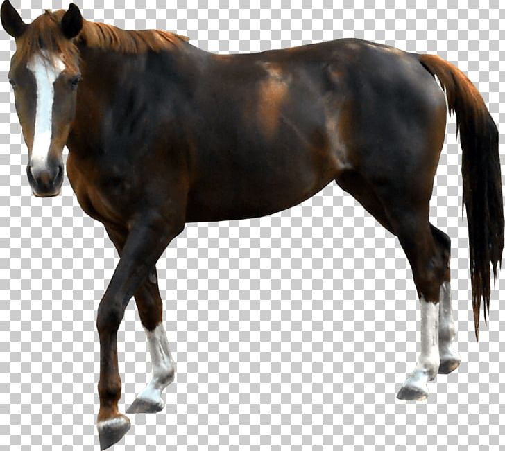 Horse PNG, Clipart, Animal, Animals, Arbol, Bit, Catlover Free PNG Download