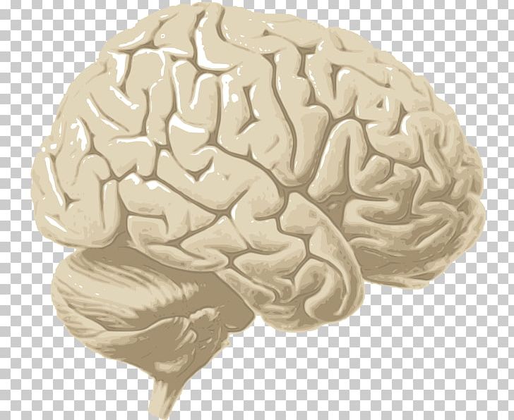Human Brain Cerebrum Cerebral Cortex Cerebral Hemisphere PNG, Clipart, Agy, Brain, Cerebral Cortex, Cerebral Hemisphere, Cerebrum Free PNG Download