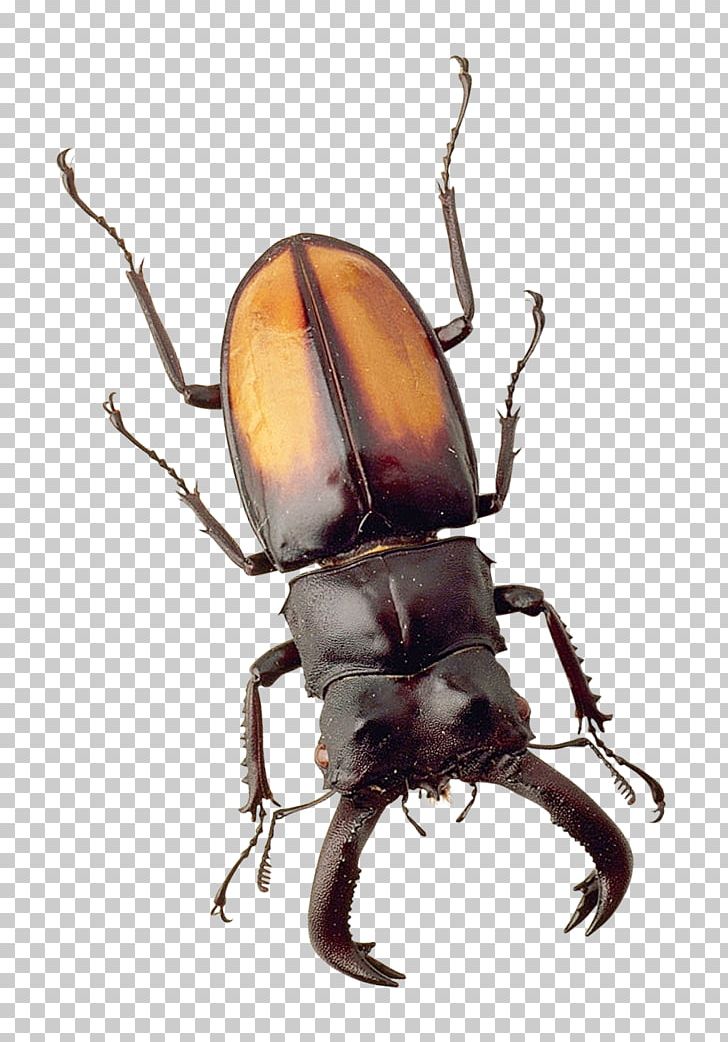 Japanese Rhinoceros Beetle Insect PNG, Clipart, Arthropod, Beetle, Bite, Bug, Danger Free PNG Download