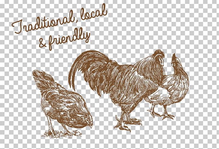 Livestock Drawing Chicken Sketch PNG, Clipart, Animals, Beak, Bird, Chicken, Chicken Coop Free PNG Download
