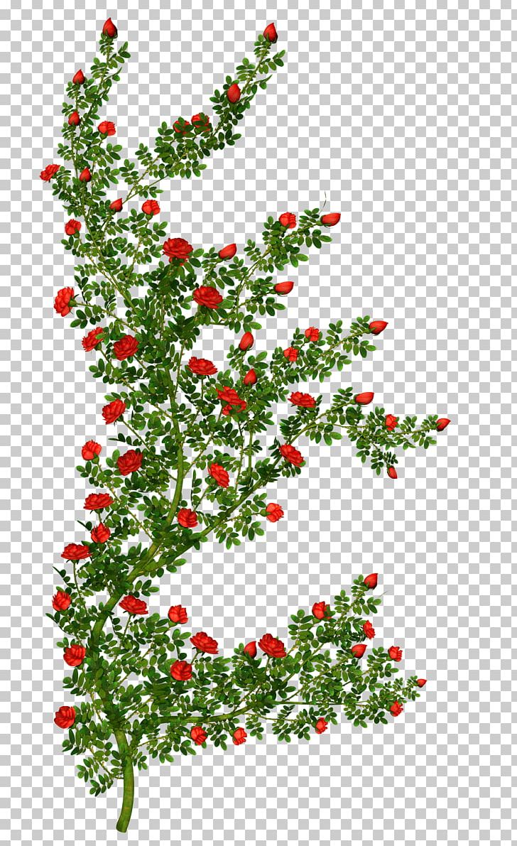 Rose Shrub Flower PNG, Clipart, Aquifoliaceae, Aquifoliales, Branch, Christmas, Christmas Decoration Free PNG Download
