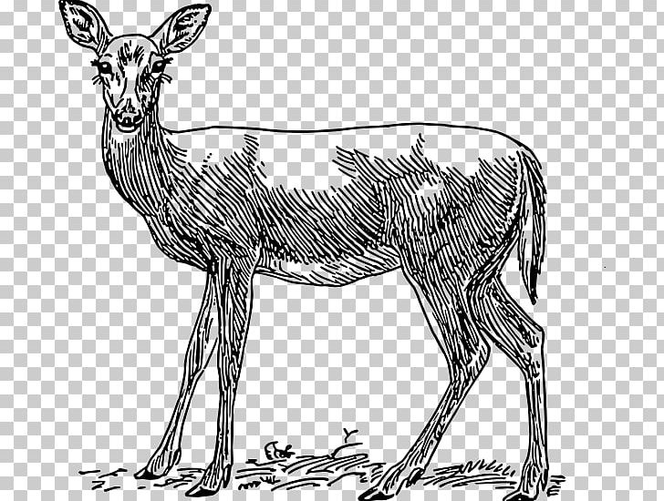 White-tailed Deer Horse Red Deer Antelope PNG, Clipart, Animal, Animals, Antelope, Antler, Black And White Free PNG Download