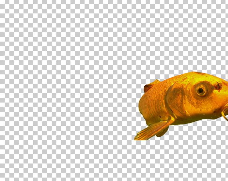 Goldfish Feeder Fish PNG, Clipart, Bony Fish, Fauna, Feeder Fish, Fish, Fish Finger Free PNG Download