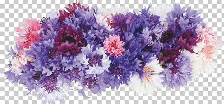 Information Photography Birthday PNG, Clipart, Artificial Flower, Birthday, Cdr, Cornflower, Cut Flowers Free PNG Download