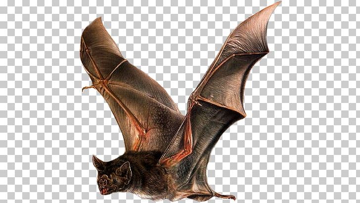 Microbat Common Vampire Bat Little Brown Bat Animal PNG, Clipart, Animal, Bat, Common Vampire Bat, Flaggermuskasse, Flight Free PNG Download