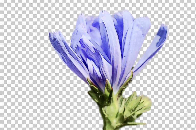 Lavender PNG, Clipart, Bellflower Family, Chicory, Crocus, Lavender, Paint Free PNG Download