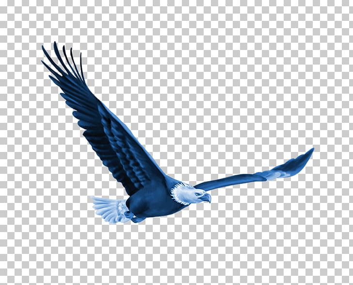 Bird Euclidean Computer File PNG, Clipart, Accipitriformes, Animals, Bald Eagle, Beak, Bird Free PNG Download