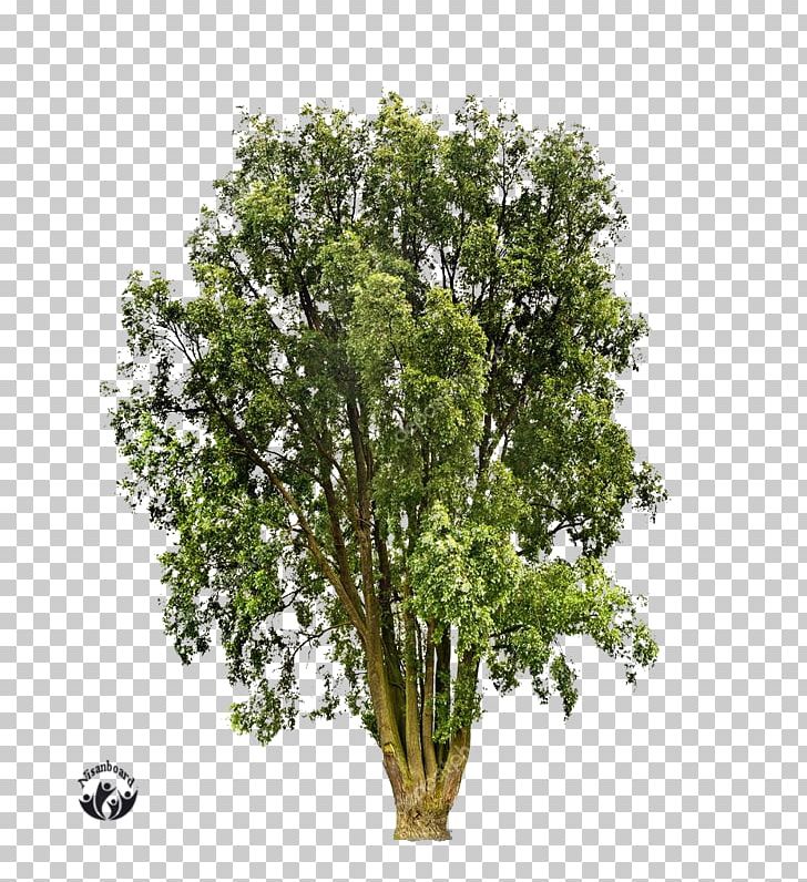 Golden Shower Tree 3D Computer Graphics Wavefront .obj File Branch PNG, Clipart, 3d Computer Graphics, 3ds, Agac, Autodesk 3ds Max, Branch Free PNG Download