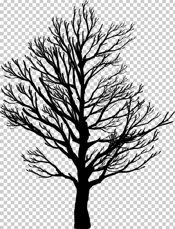 Tree Branch PNG, Clipart, Black And White, Branch, Coconut Tree, Fir, Flowering Plant Free PNG Download