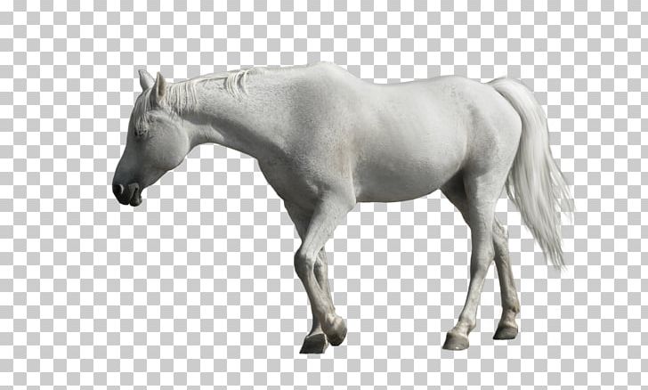 Arabian Horse Andalusian Horse Mustang Tennessee Walking Horse Foal PNG, Clipart, Animal Figure, Arabian Horse, Black And White, Bridle, Colt Free PNG Download