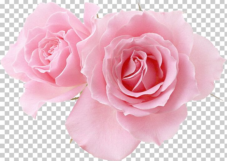 Flower Pink Garden Roses Desktop PNG, Clipart, Desktop Wallpaper, Flower, Garden Roses, Pink Free PNG Download