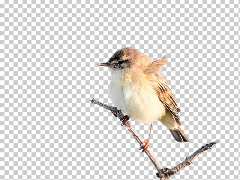 House Sparrow Old World Sparrow Wrens Birds Finches PNG, Clipart, American Sparrow, American Sparrows, Beak, Birds, Cardinal Free PNG Download
