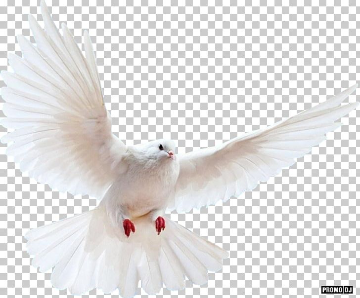 Columbidae Bird Rock Dove Doves As Symbols PNG, Clipart, Animals, Beak, Bird, Columbidae, Doves As Symbols Free PNG Download
