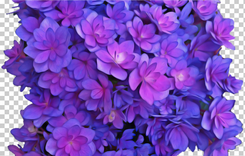 Flower Violet Wreath Blue Purple PNG, Clipart, Blue, Cut Flowers, Flower, French Hydrangea, Hydrangea Free PNG Download