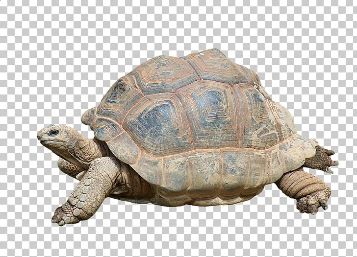 Box Turtles Tortoise Reptile Common Snapping Turtle PNG, Clipart, Aldabra Giant Tortoise, Animal, Animals, Box Turtle, Box Turtles Free PNG Download