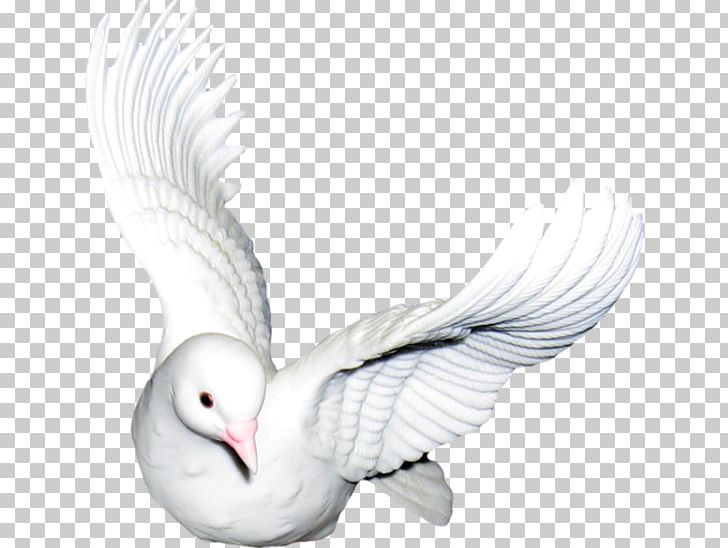Columbidae Bird Homing Pigeon PNG, Clipart, Animals, Animated Film, Beak, Bird, Download Free PNG Download