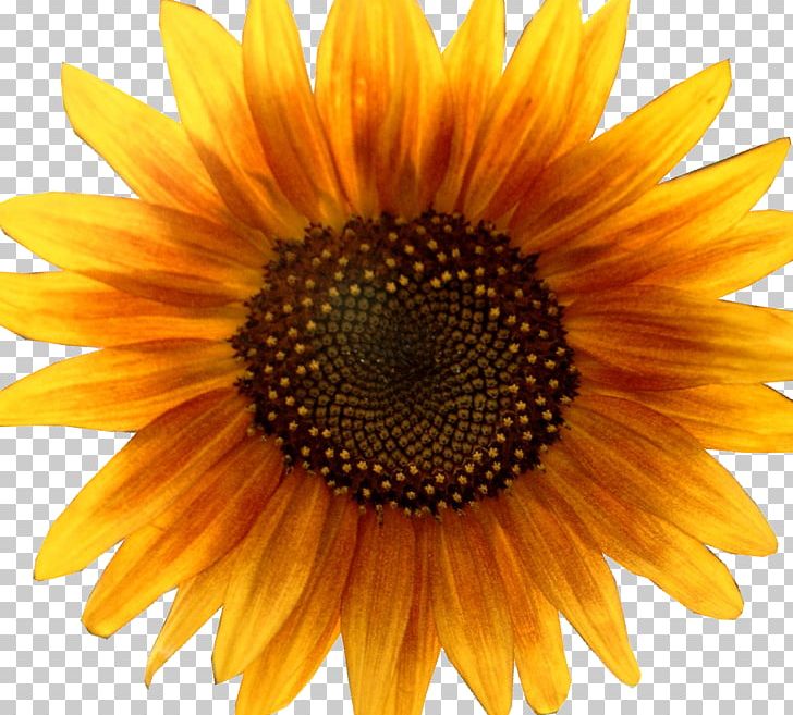 Common Sunflower Sunflower Seed Child Asilo Nido PNG, Clipart, Annual Plant, Asilo Nido, Child, Closeup, Close Up Gmbh Free PNG Download