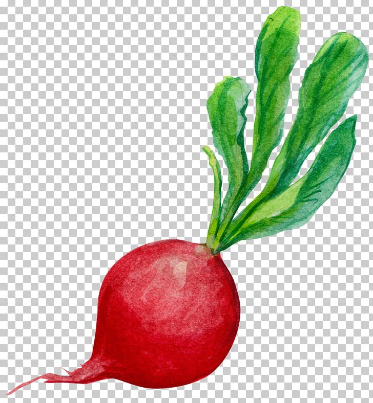 Radish Carrot PNG, Clipart, Beetroot, Decoration, Food, Fruit, Green Free PNG Download