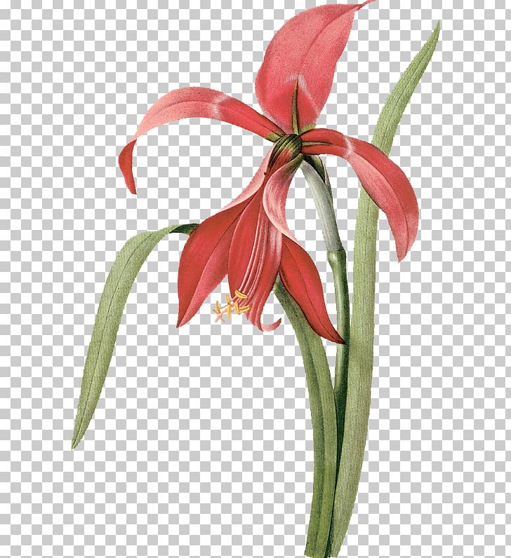 Botanical Illustration Drawing Flower PNG, Clipart, Amaryllis Belladonna, Amaryllis Family, Art, Botany, Crinum Free PNG Download