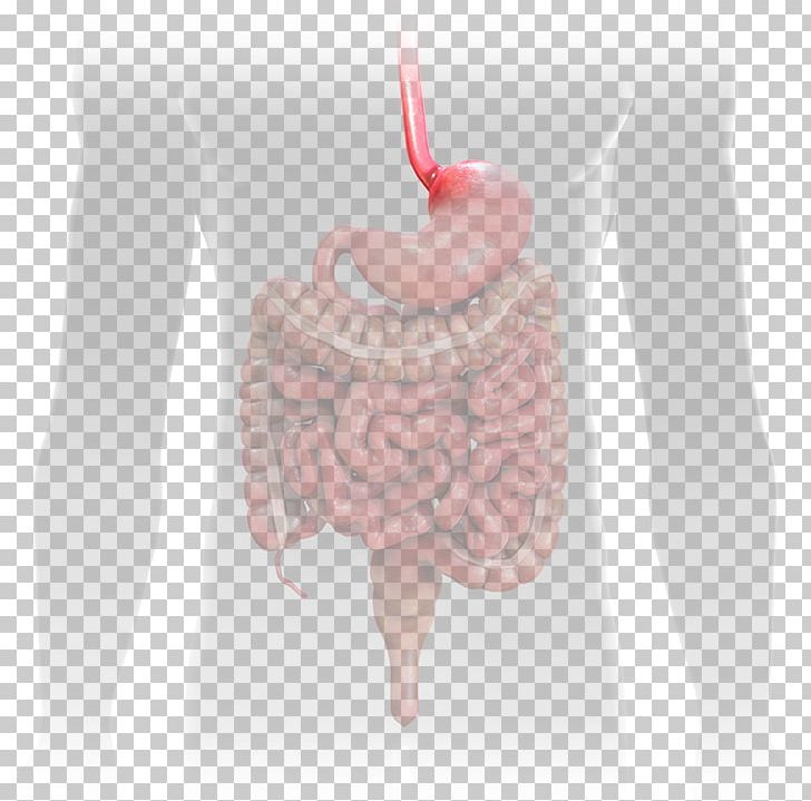 Crohn's Disease Crohn's & Colitis Foundation Ulcerative Colitis Esophagus Gastrointestinal Tract PNG, Clipart,  Free PNG Download
