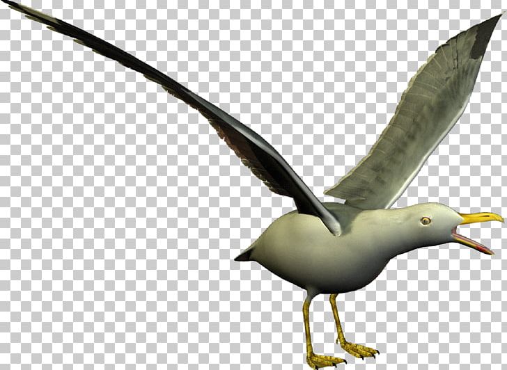 European Herring Gull Gulls Seabird Shorebirds PNG, Clipart, Albatross, Animal, Animals, Beak, Bird Free PNG Download