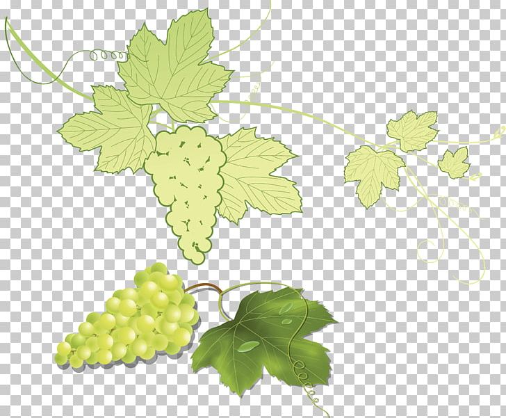 Grape Leaves Grapevines From Souvenirs To Souvenirs IFolder PNG, Clipart, Branch, Demis Roussos, Depositfiles, Flora, Food Free PNG Download