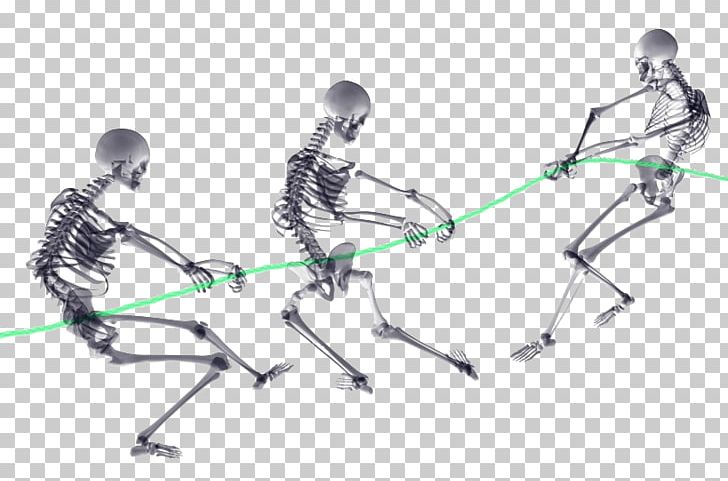 Human Skeleton Bone Human Body PNG, Clipart, Angle, Body, Bone, Clavicle, Creative Free PNG Download