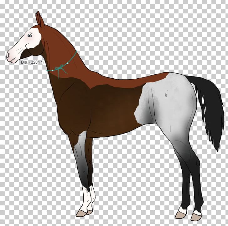 Mane Foal Stallion Halter Mustang PNG, Clipart, Bridle, Colt, Daphnis, Equestrian Sport, Foal Free PNG Download
