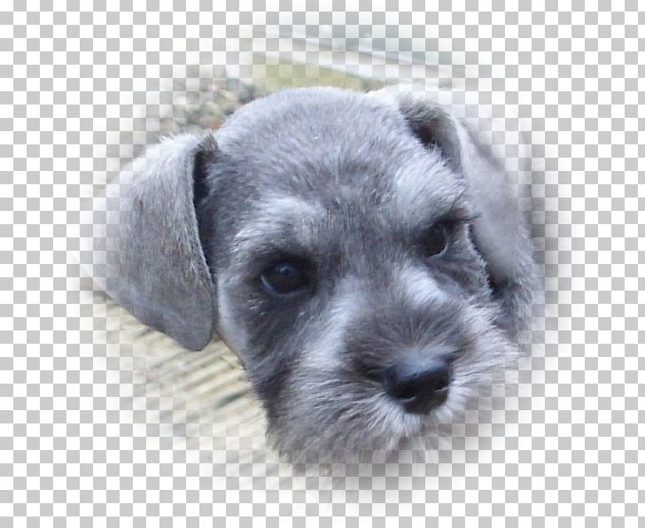 Miniature Schnauzer Schnoodle Standard Schnauzer Lakeland Terrier Puppy PNG, Clipart, Animals, Breed, Carnivoran, Companion Dog, Dog Free PNG Download
