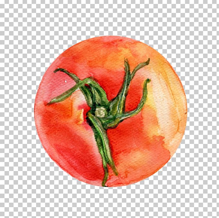 Bush Tomato Watercolor Painting Vegetable Illustration PNG, Clipart, Chili Pepper, Crops, Drawing, Eggplant, Food Free PNG Download