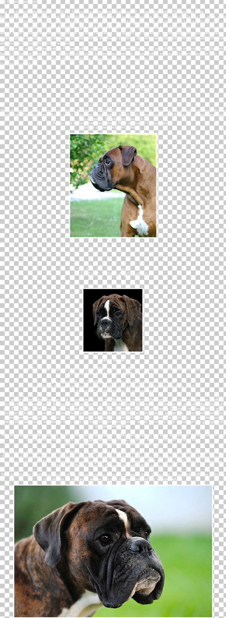 Dog Breed Boxer Leash Obedience Training Snout PNG, Clipart, Boxer, Breed, Dog, Dog Breed, Dog Like Mammal Free PNG Download