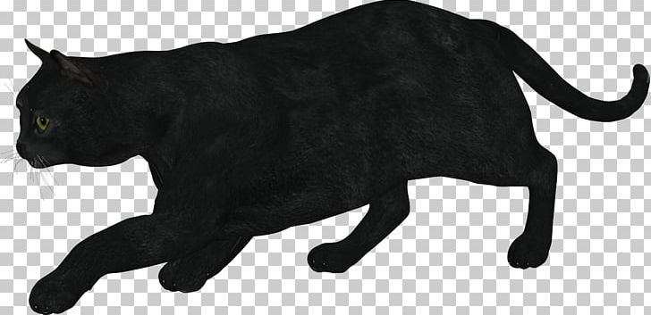 Black Cat Whiskers Domestic Short-haired Cat Terrestrial Animal PNG, Clipart, Animals, Big Cats, Black, Black White, Carnivoran Free PNG Download