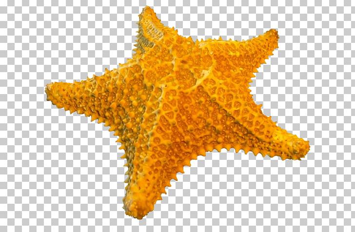 Starfish PNG, Clipart, Addon, Animal, Animals, Computer Icons, Echinoderm Free PNG Download