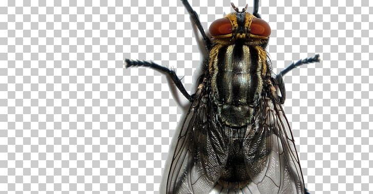 Estrella Del Barrio Insect Fly El Pinche Mara Pest PNG, Clipart, 6ix9ine, Animals, Arthropod, Chambea, Fly Free PNG Download