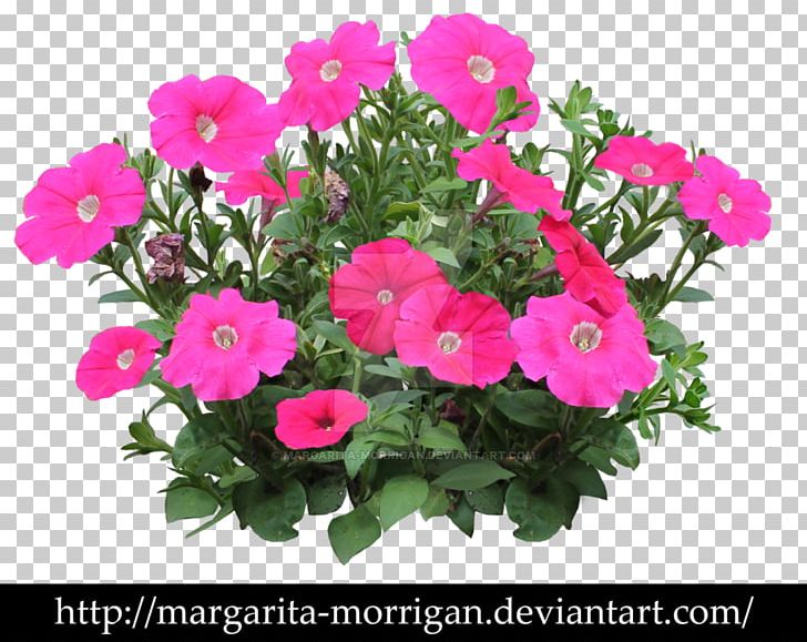 Petunia Vervain Annual Plant Flower Shrub PNG, Clipart, Annual Plant, Bedding Flowers, Dianthus, Flower, Flower Garden Free PNG Download