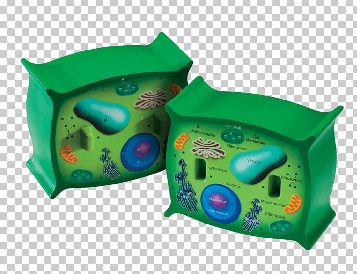 Plant Cell Cross Section Cèl·lula Animal Plant And Animal Cells: Process Possibilities PNG, Clipart, Cell, Cell Membrane, Cell Wall, Cross Section, Education Free PNG Download