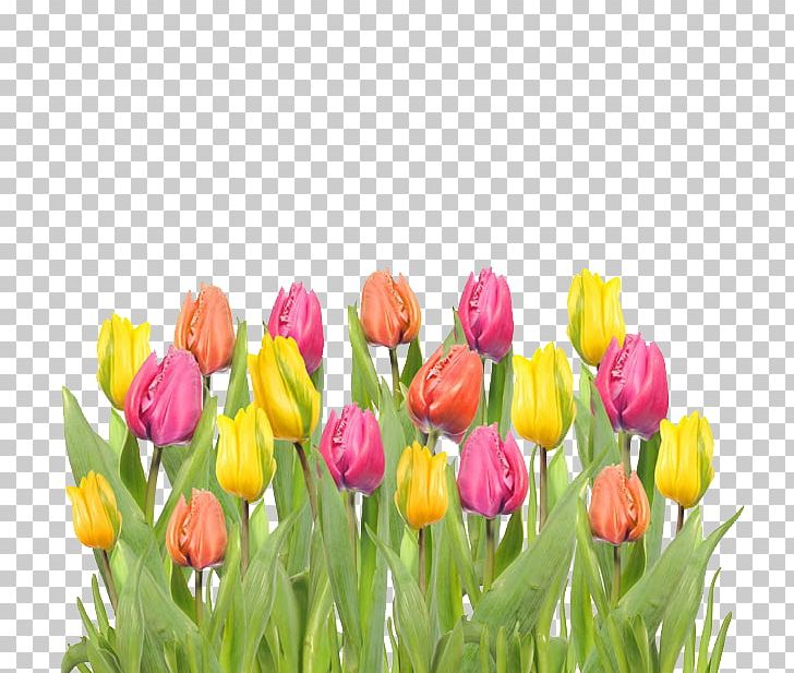Tulip Mania Flower PNG, Clipart, Beauty, Beauty Salon, Color, Colored, Colored Tulips Free PNG Download