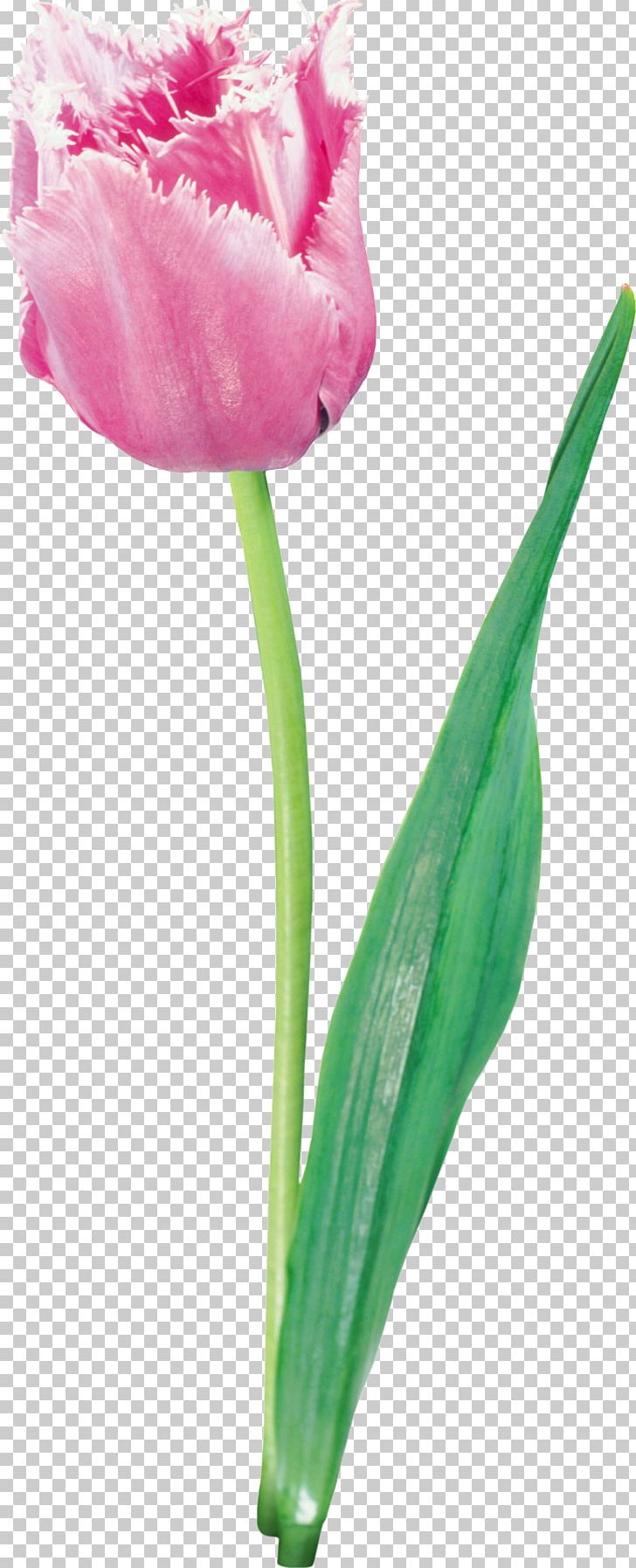 Tulip Pink Flowers PNG, Clipart, Blume, Bud, Cut Flowers, Flower, Flowering Plant Free PNG Download
