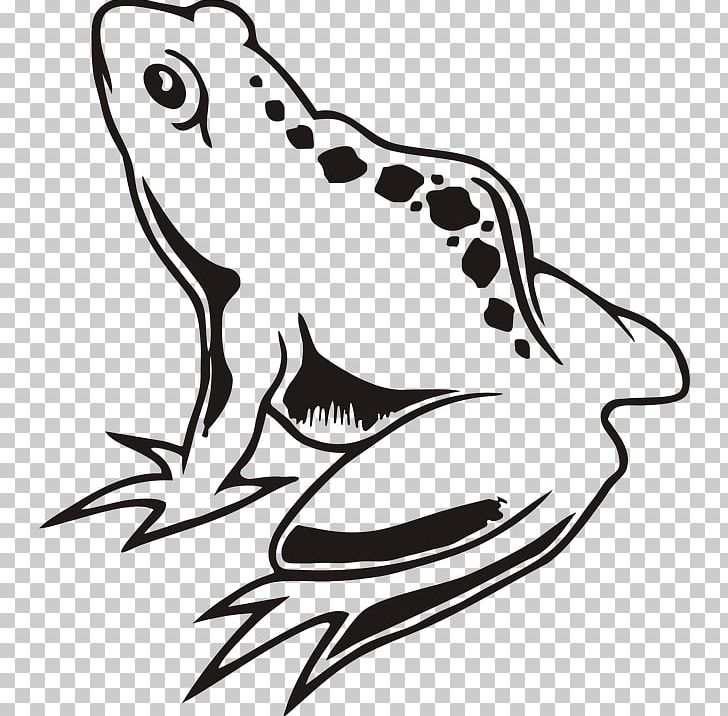 Frog Drawing Graphics PNG, Clipart, Amphibian, Animal, Art, Artwork, Beak Free PNG Download