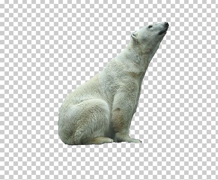 Polar Bear Fur Terrestrial Animal Snout PNG, Clipart, Animal, Bear, Carnivoran, Fauna, Fur Free PNG Download