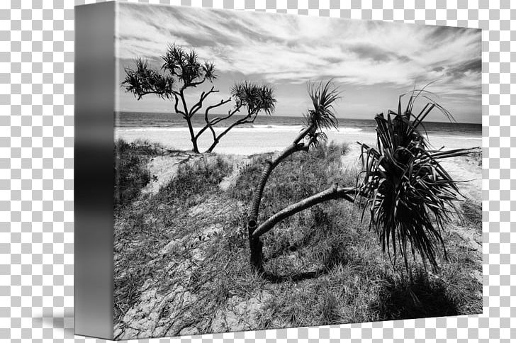 Stock Photography Tree Sky Plc PNG, Clipart, Beach Tree, Black And White, Landscape, Monochrome, Monochrome Photography Free PNG Download