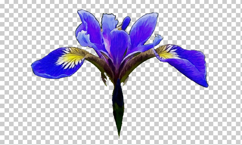 Northern Blue Flag Cut Flowers Petal Violet Flower PNG, Clipart, Biology, Cut Flowers, Flower, Irises, Matteo Viola Free PNG Download