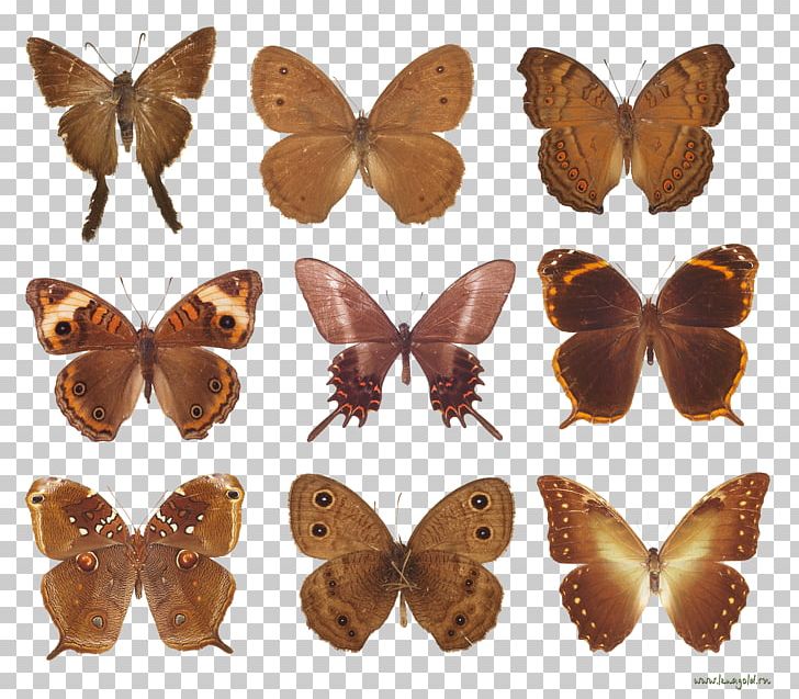 Brush-footed Butterflies Butterflies And Moths Portable Network Graphics PNG, Clipart, Arthropod, Brush Footed Butterfly, Butterflies And Moths, Butterfly, Insect Free PNG Download