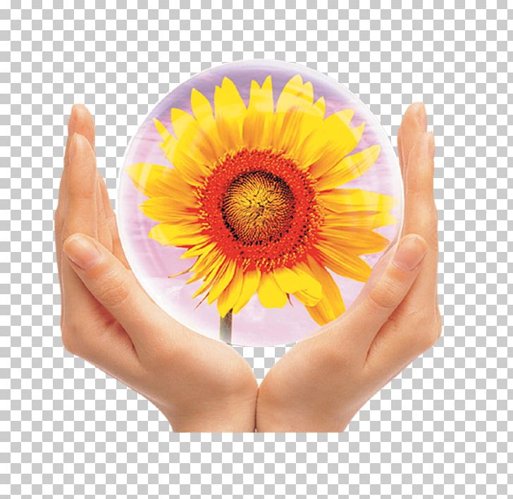 Common Sunflower PNG, Clipart, Adobe Illustrator, Adobe Systems, Ball, Child, Computer Graphics Free PNG Download