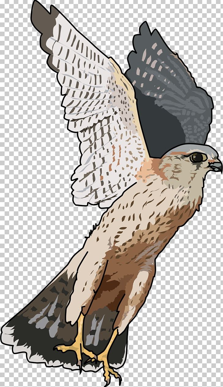 Falcon PNG, Clipart, Accipitriformes, Animals, Bald Eagle, Beak, Bird Free PNG Download