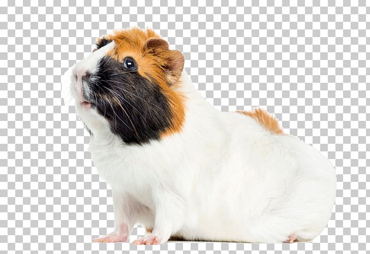 Featured image of post Peruvian Cavia I peli della cavia peruviana possono arrivare ai 10 cm e superarli