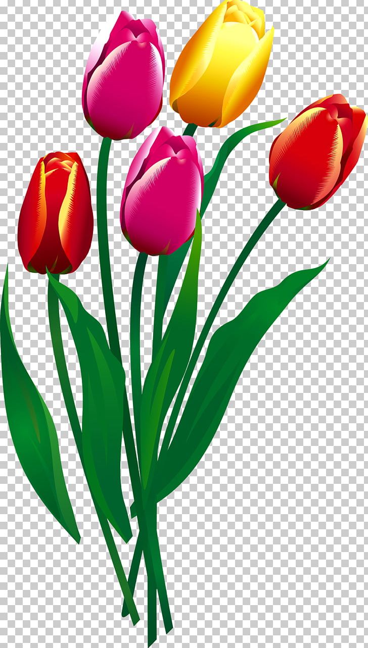 Tulip Flower PNG, Clipart, Adobe Illustrator, Cut Flowers, Encapsulated Postscript, Euclidean Vector, Floral Design Free PNG Download